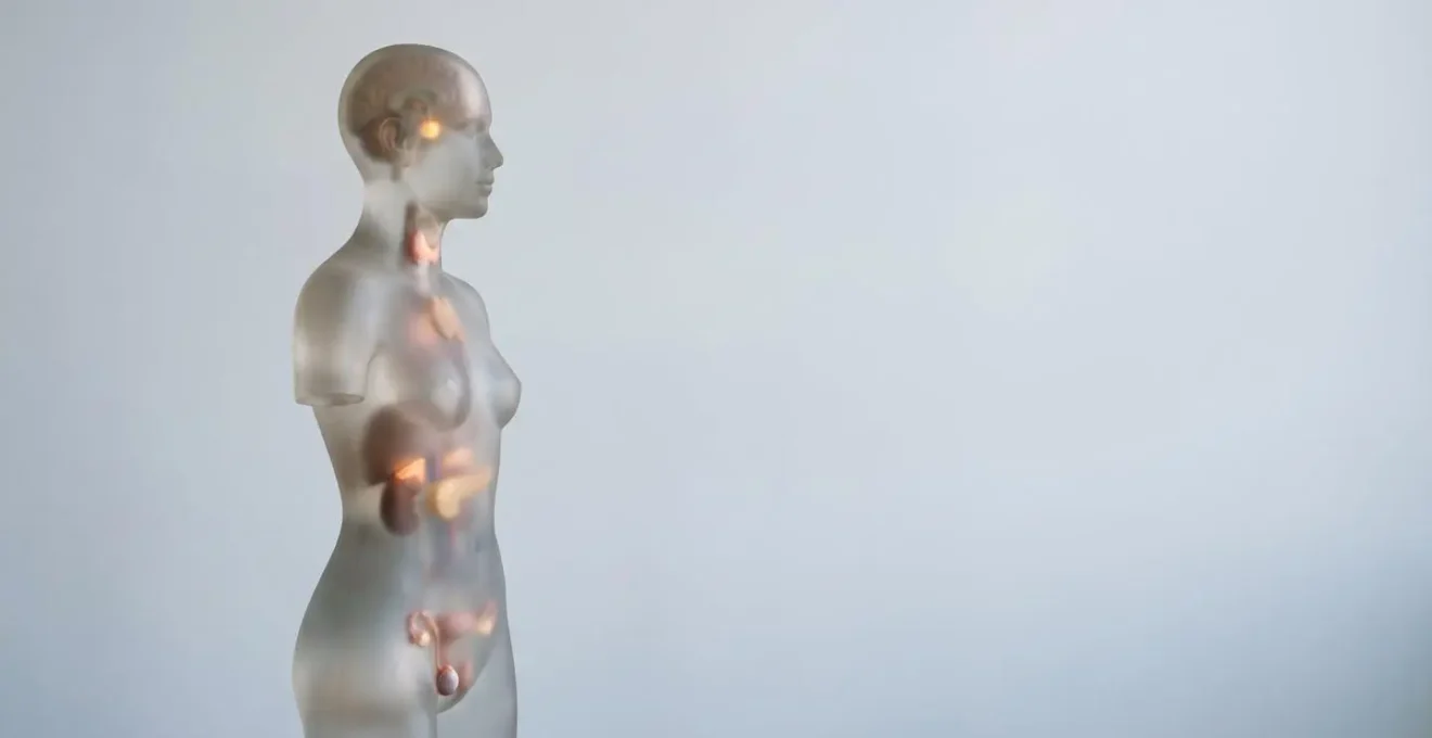 Visualisation anatomique minimaliste du système endocrinien humain avec mise en lumière des principales glandes