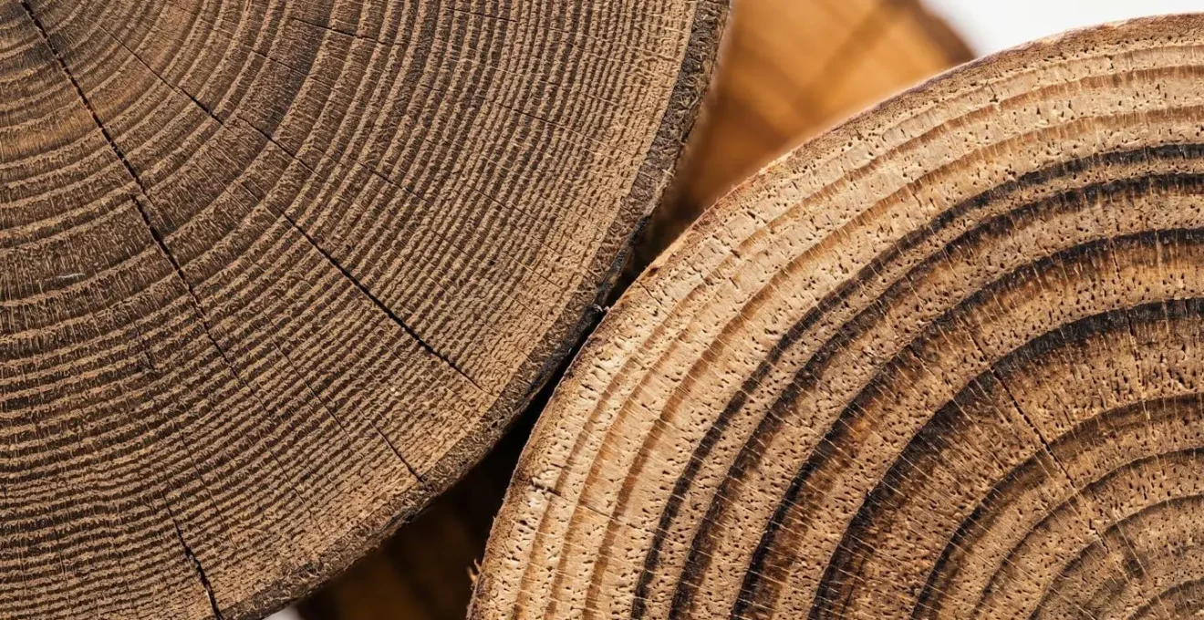 Représentation macro de structures circulaires naturelles de différentes tailles illustrant la notion d'équilibre énergétique